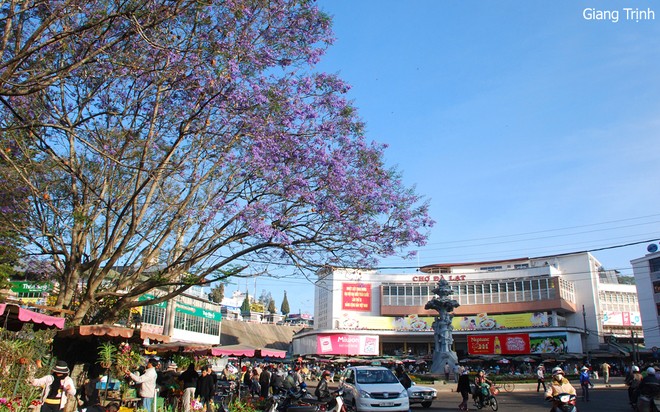 Trees in full bloom in Da Lat City - ảnh 8